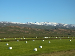 Hay rolls wrapped in white plastic are a common sight in Iceland during the summer time