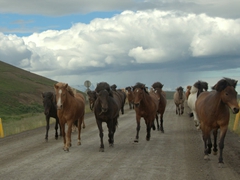 Icelandic horses take over the road