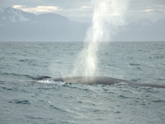 Another view of our elusive whale; Húsavík