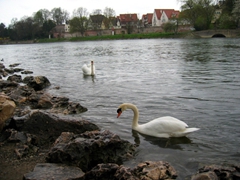 Swans grace the Danube River near Ulm